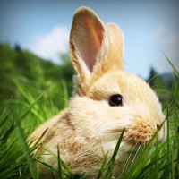 /album/a-ludmila-ori-kozmetika-/photolia-a03-jpg/